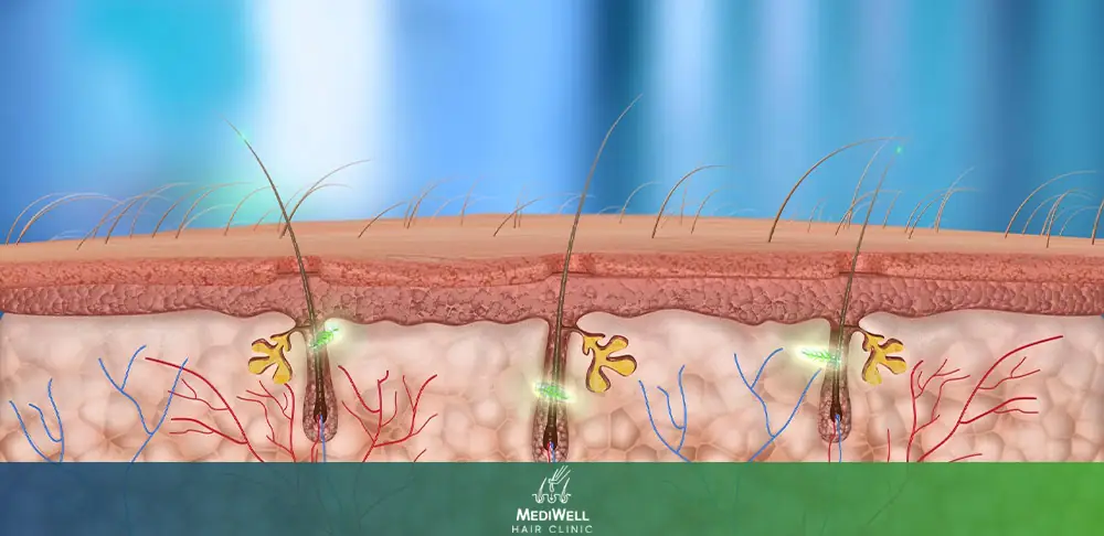 Understanding the Hair Growth Cycle